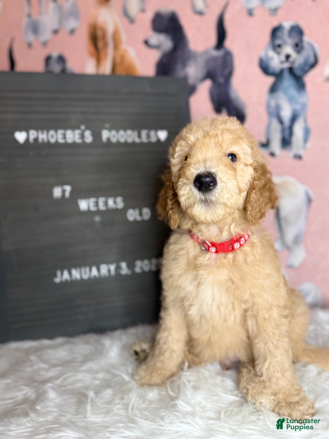 Standard Poodle dogs for sale: Standard Poodle Puppy 1 - Ad 2