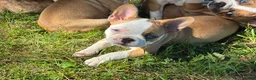 Frenchton dogs for sale: Twix IS A FEMALE - Ad 3