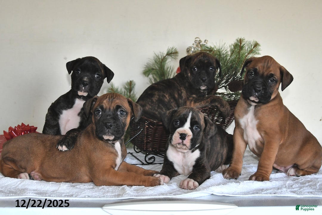 Boxer dogs for sale: Bouncer - Ad 5