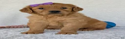 Golden Retriever dogs for sale: Miss Millie  - Ad 23
