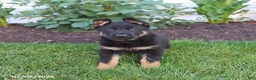 German Shepherd dogs for sale: Scout - Ad 3