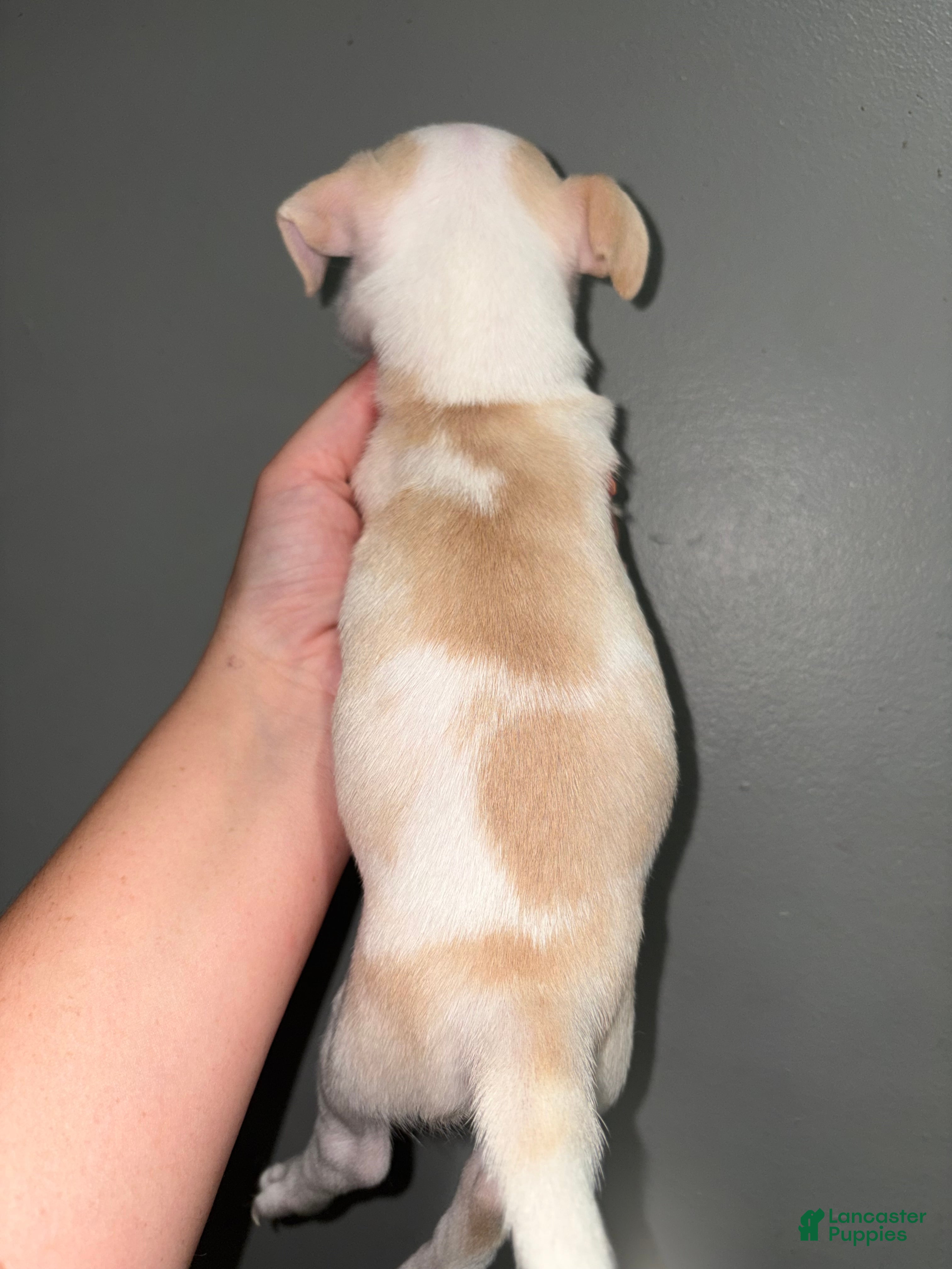 Chihuahua dogs Daisy  - Ad 2