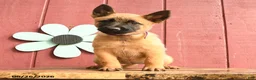 Belgian Malinois dogs for sale: Sparkle - Ad 3