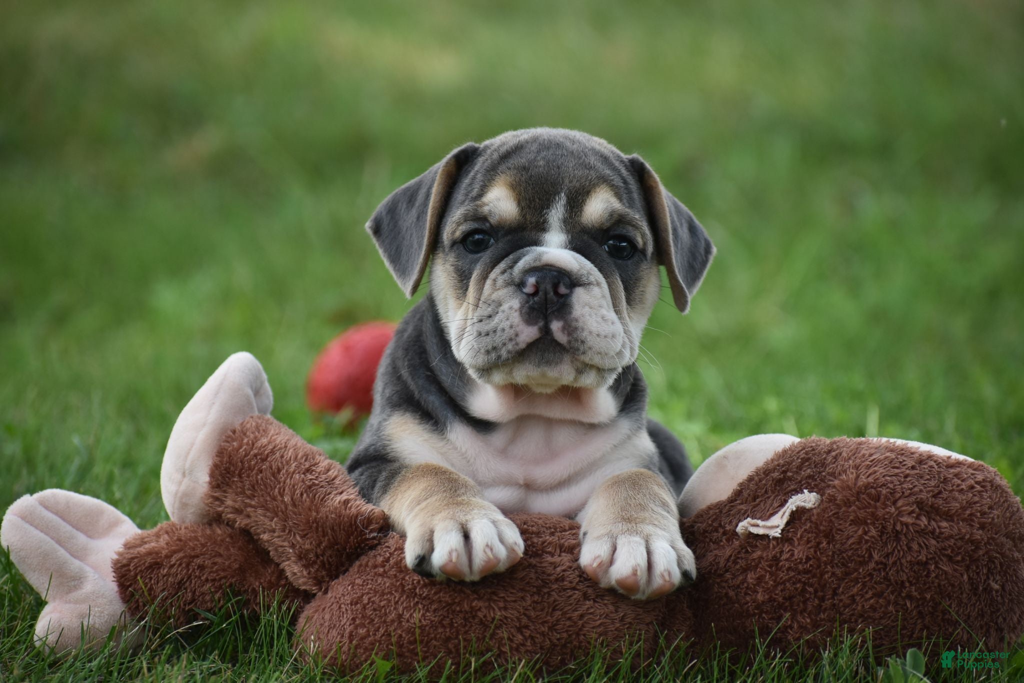 Beabull dogs Gigi - Ad 2