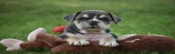 Beabull dogs for sale: Gigi - Ad 2