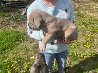 Cane Corso dogs Cane Corso Puppy 1 - Ad 7