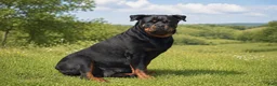 Rottweiler dogs for sale: Rusty - Ad 5
