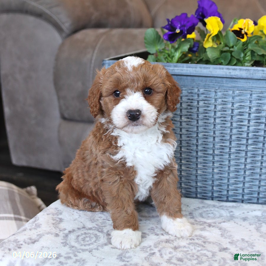 Mini Aussiedoodle dogs Theo - Ad 1