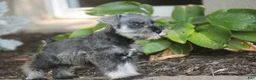Miniature Schnauzer dogs for sale: Qeleigh Miniature Schnauzer  - Ad 9