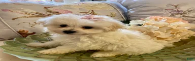 Pomapoo 7