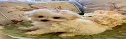 Pomapoo dogs for sale: Pomapoo 7 - Ad 1