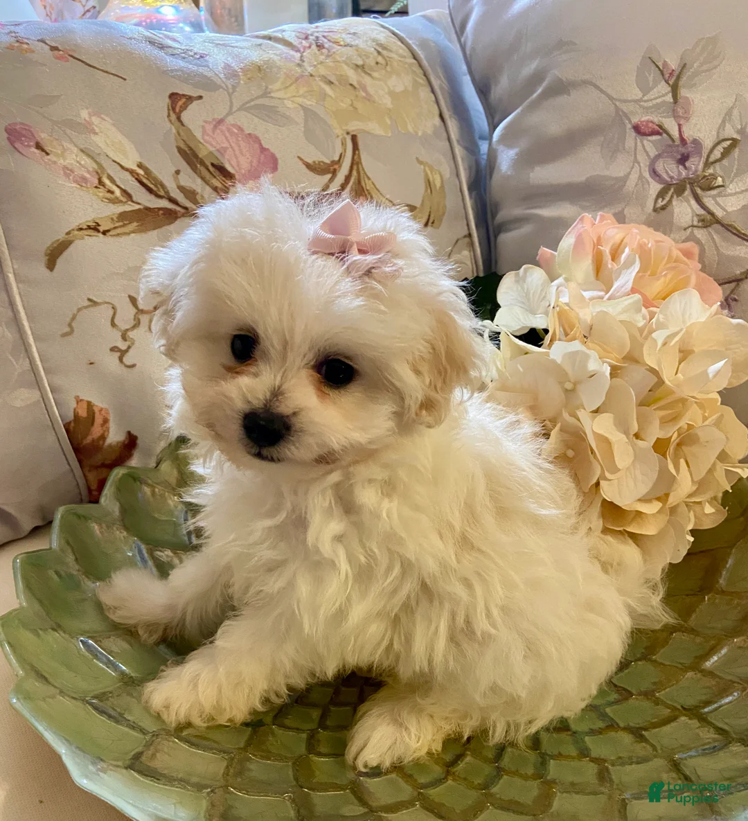 Pomapoo dogs for sale: Pomapoo 7 - Ad 1