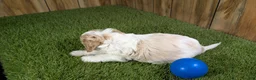 Cavapoo dogs for sale: Lizzy Boy 1 - Ad 3