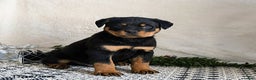 Rottweiler dogs for sale: Graham - Ad 3