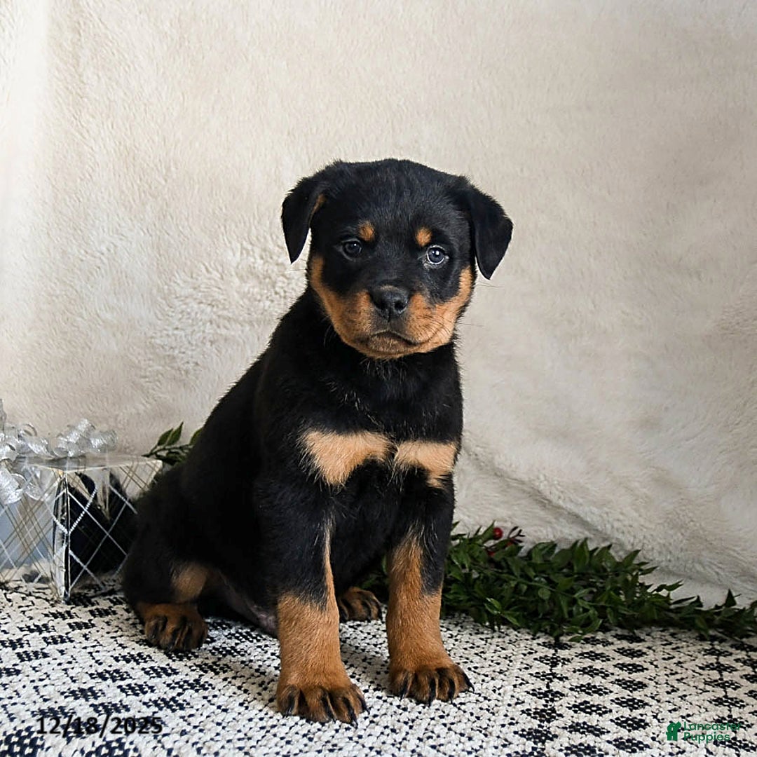 Rottweiler dogs for sale: Graham - Ad 3