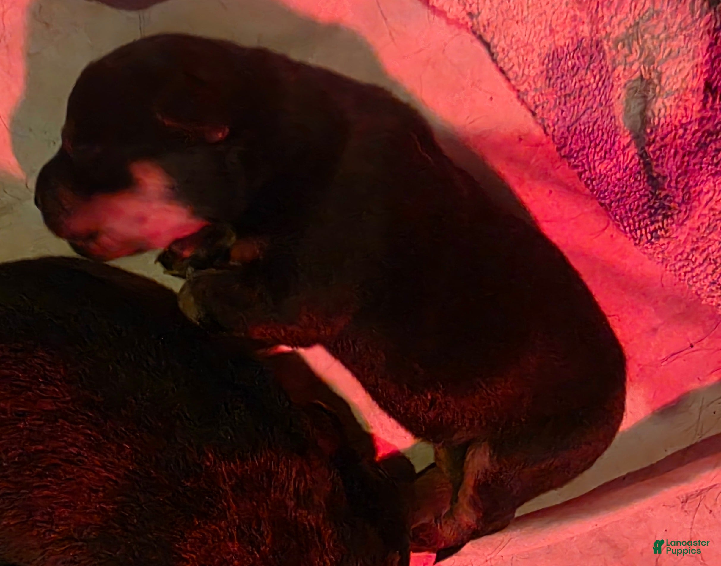 Rottweiler dogs for sale: Rottweiler 4 - Ad 30