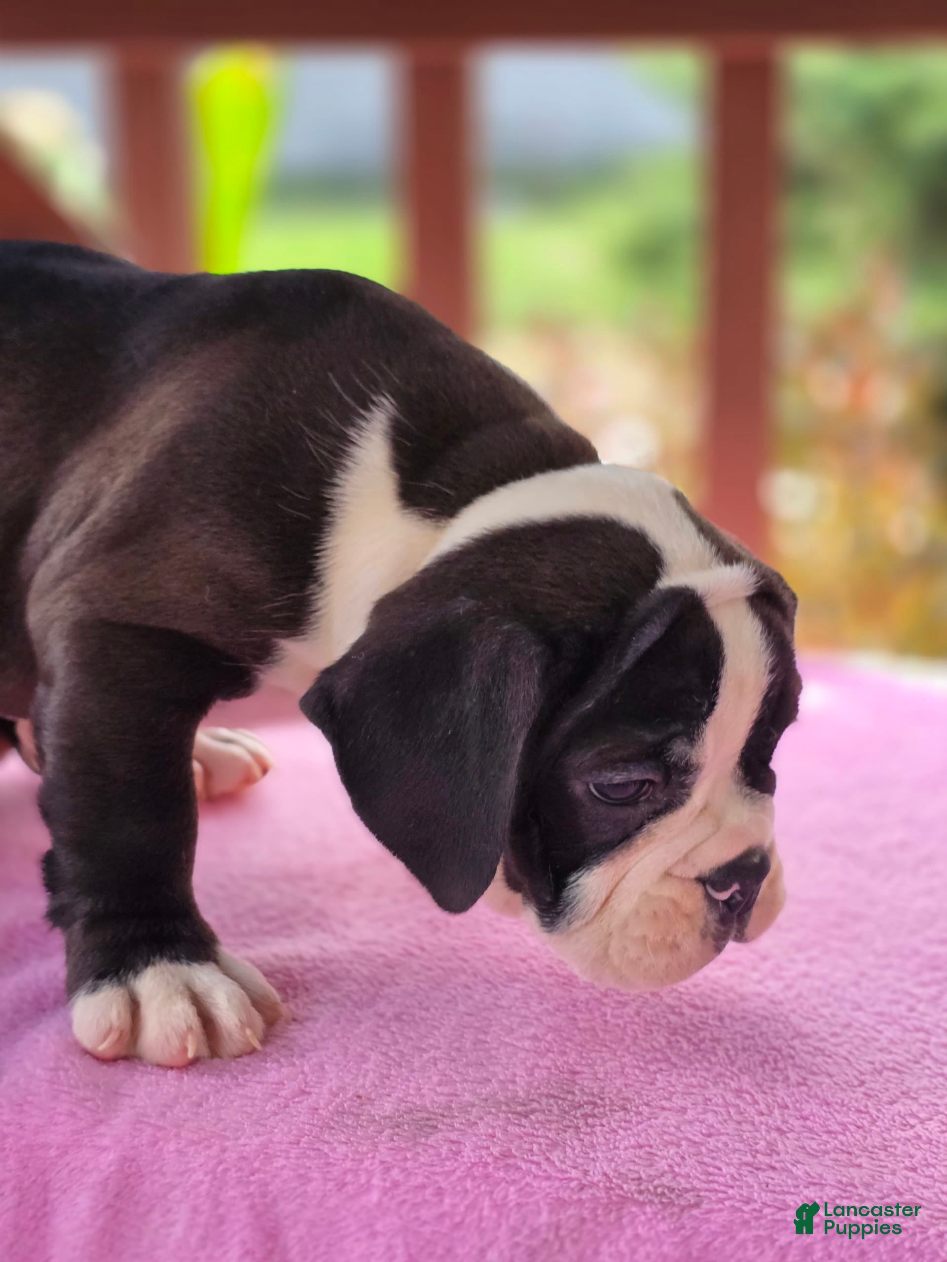 English Bulldog dogs Petunia - Ad 2