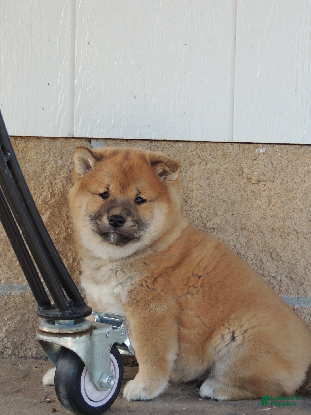 Shiba Inu dogs for sale: DAKOTA - Ad 5