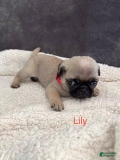 Pug dogs AKC,Lily - Ad 1