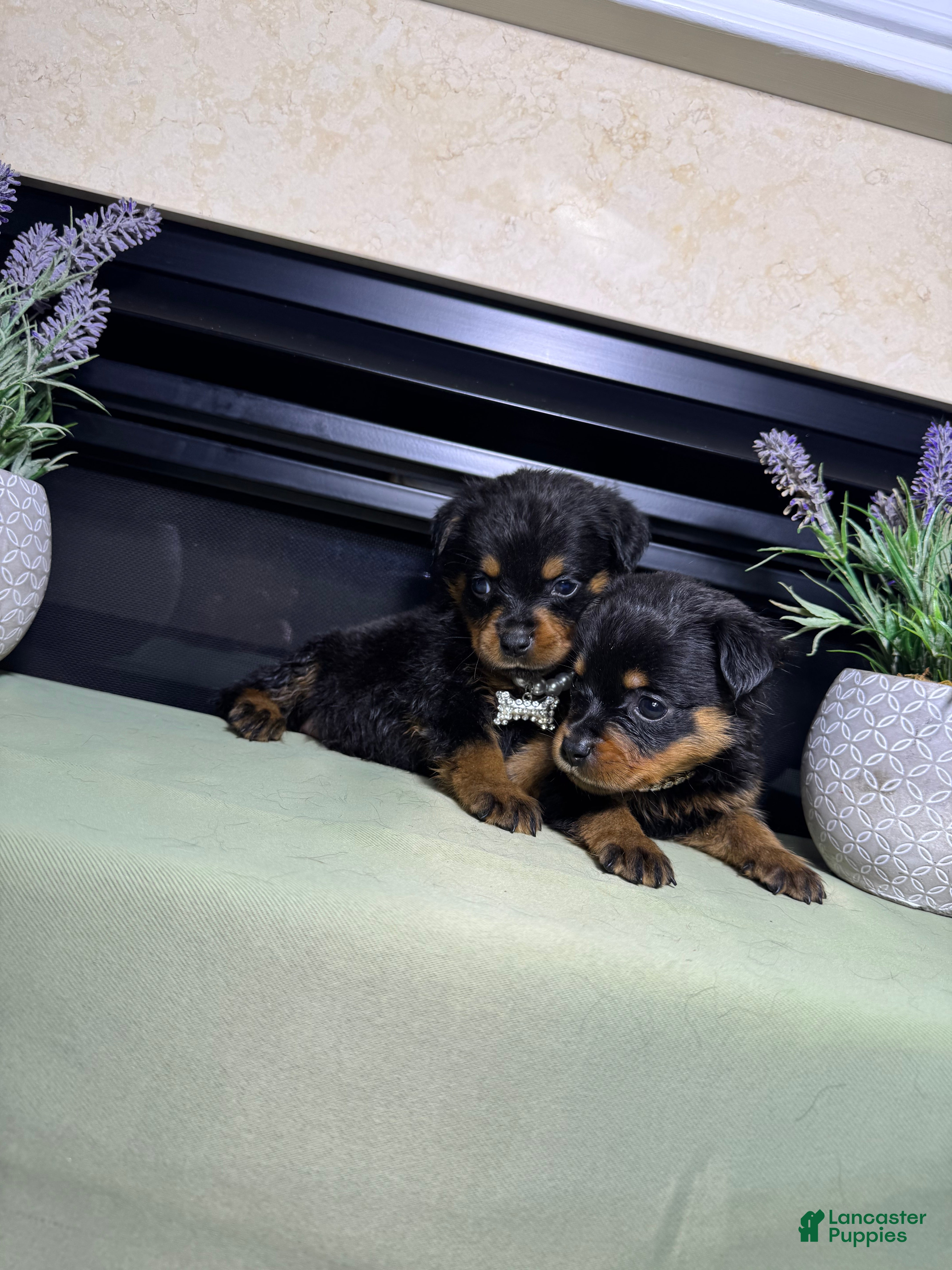 Rottweiler dogs Rottweiler 10 - Ad 1
