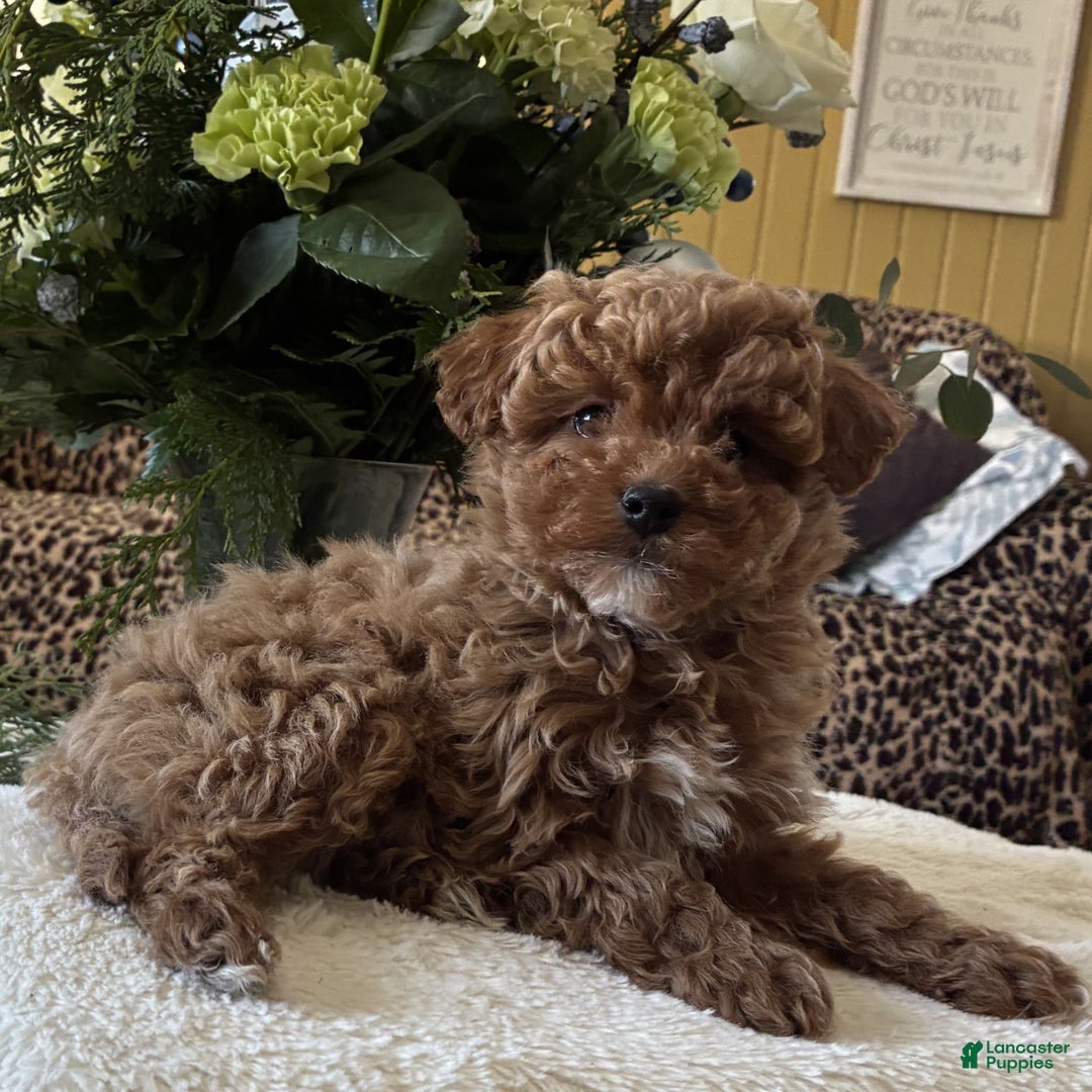 Toy Poodle dogs for sale: Rihana  - Ad 2