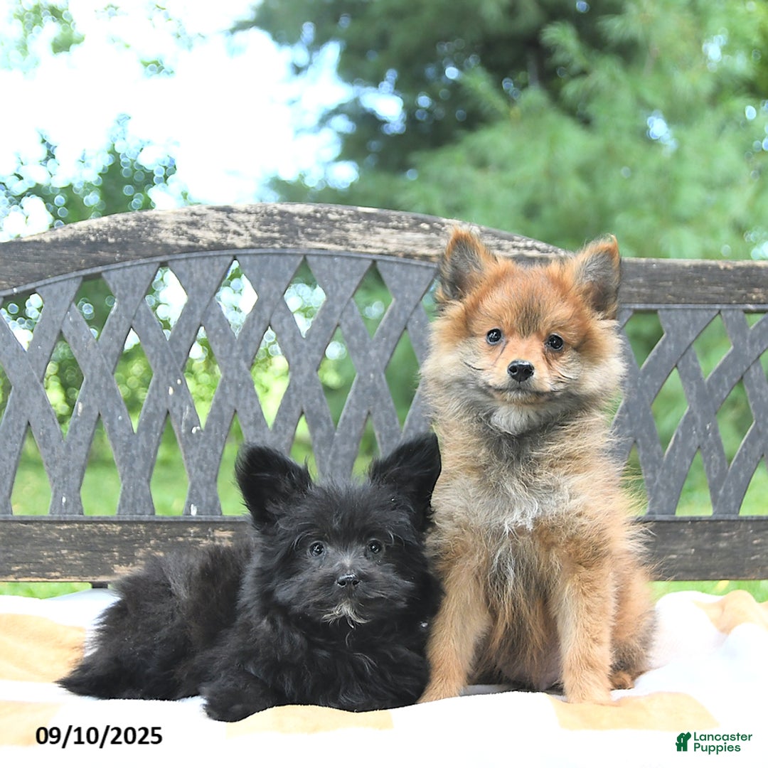 Pomapoo dogs for sale: Banjo - Ad 13