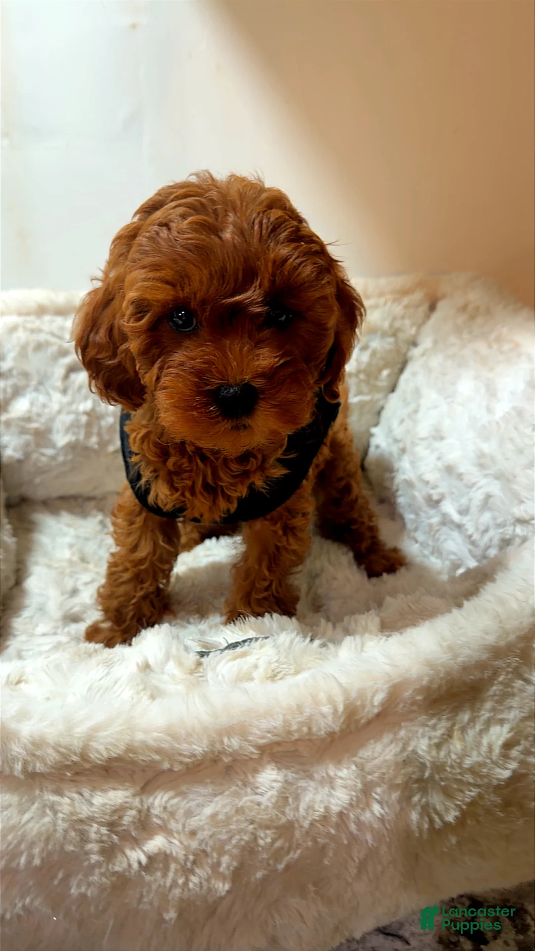 Toy Poodle dogs for sale: Sage  - Ad 2