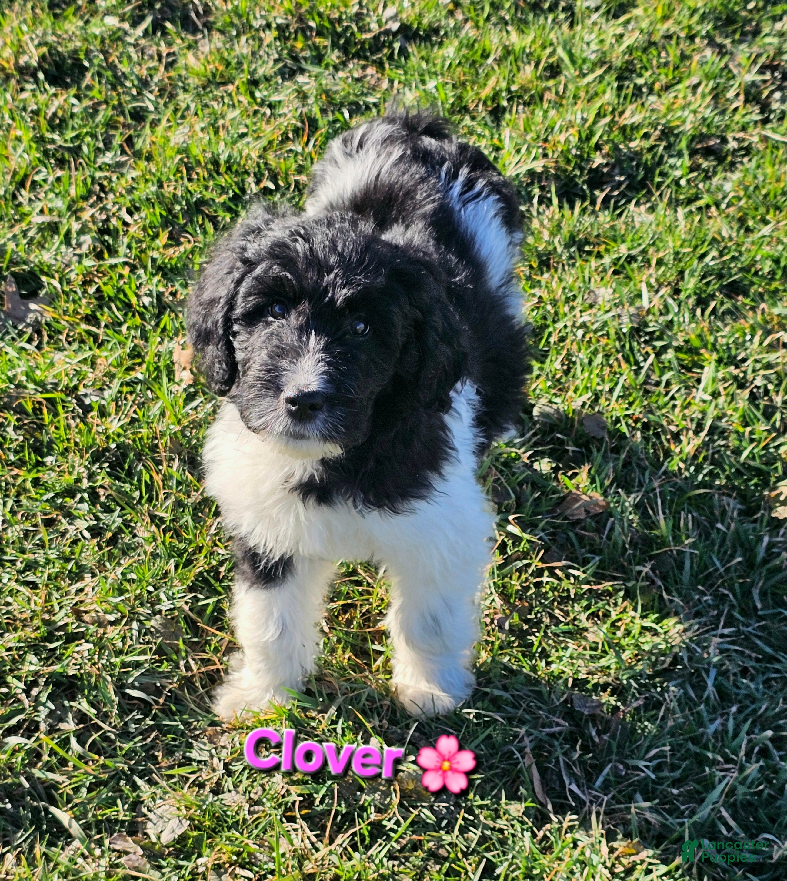 Goldendoodle dogs for sale: Clover  - Ad 2