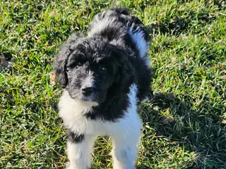 Goldendoodle dogs for sale: Clover - Ad 2