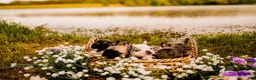French Bulldog dogs for sale: French Bulldog Puppy 1 - Ad 4