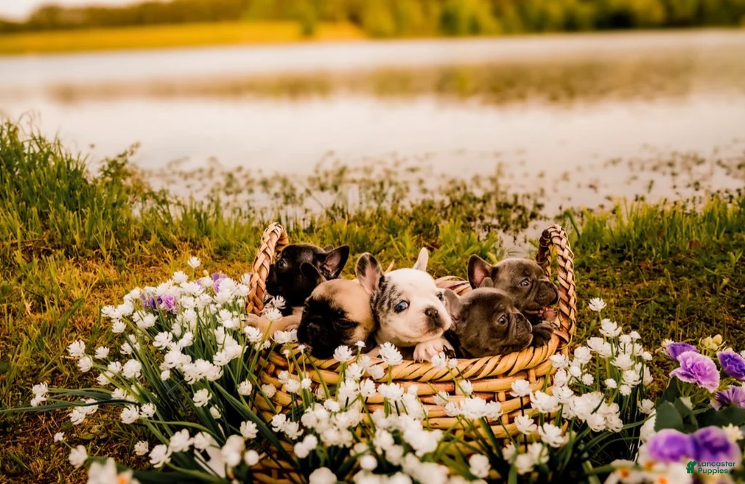 French Bulldog dogs for sale: French Bulldog Puppy 1 - Ad 4