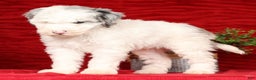 Mini Sheepadoodle dogs for sale: Charles - Ad 7