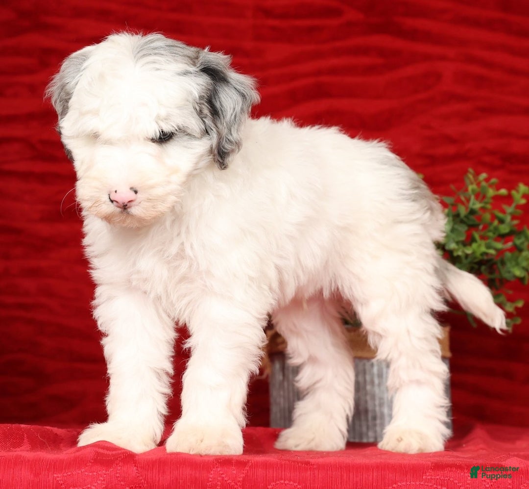 Mini Sheepadoodle dogs for sale: Charles - Ad 7