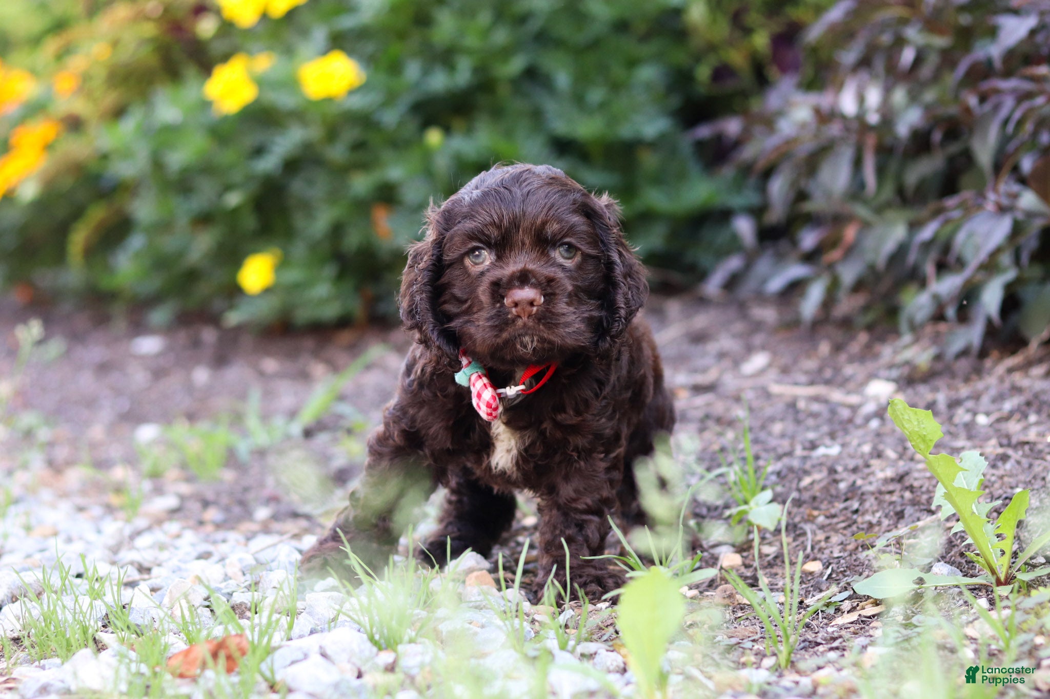 Cocker Spaniel dogs Kobe - Ad 2