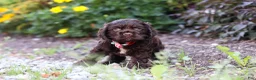 Cocker Spaniel dogs for sale: Kobe - Ad 3