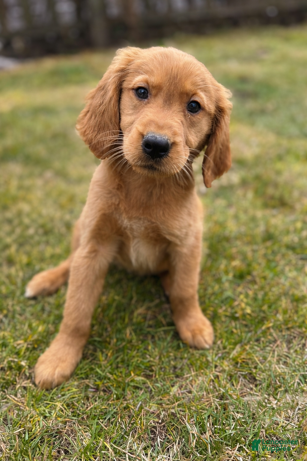 Golden Retriever dogs Golden Retriever Puppy 1 - Ad 19