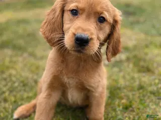 Golden Retriever dogs Golden Retriever Puppy 1 - Ad 19