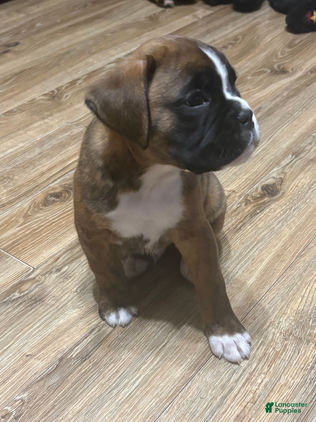 Boxer dogs for sale: Duke - Ad 5