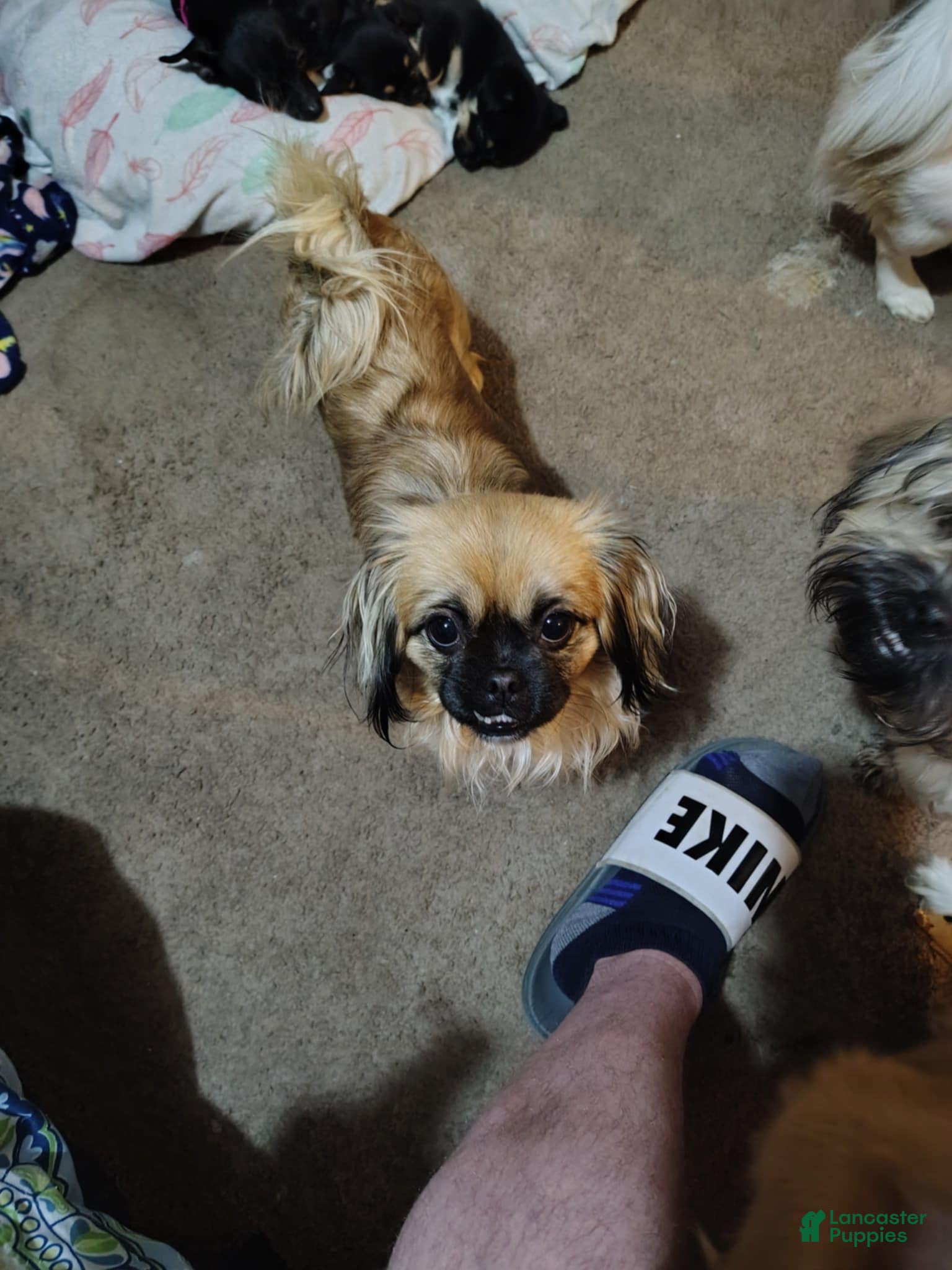 Mixed Breed dogs Mixed Breed Puppy 1 - Ad 9