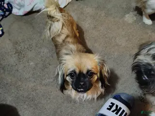 Mixed Breed dogs Mixed Breed Puppy 1 - Ad 9