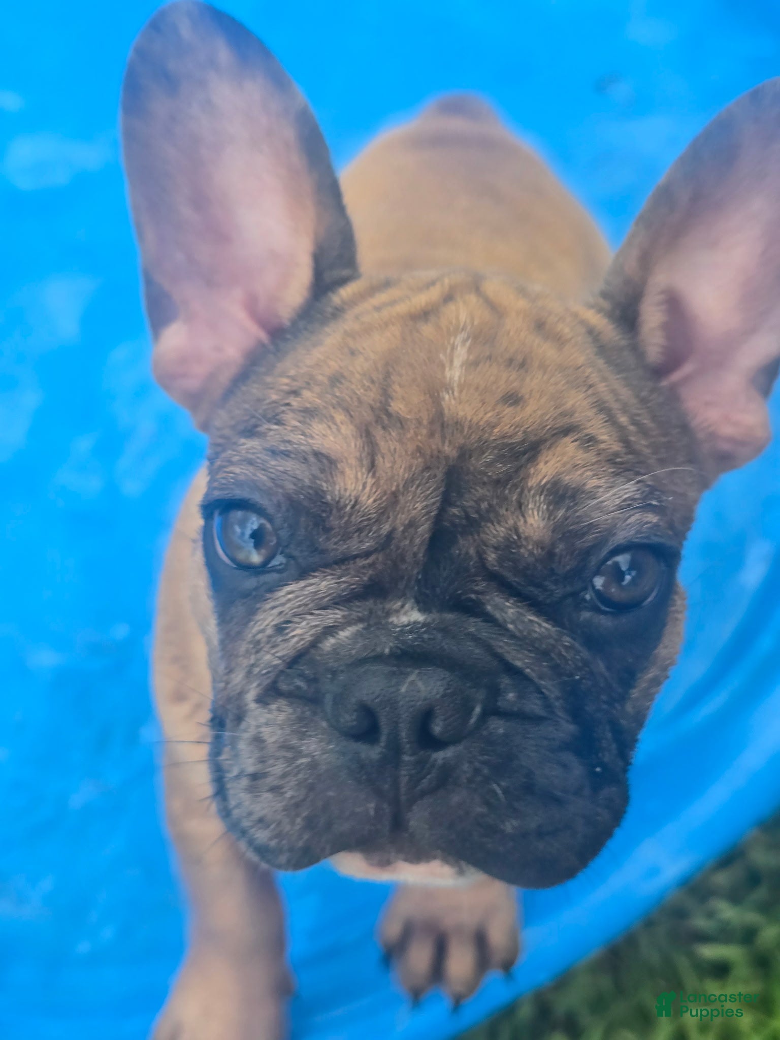 French Bulldog dogs Copper - Ad 1
