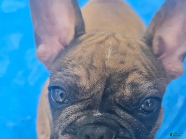 French Bulldog dogs for sale: Copper - Ad 1