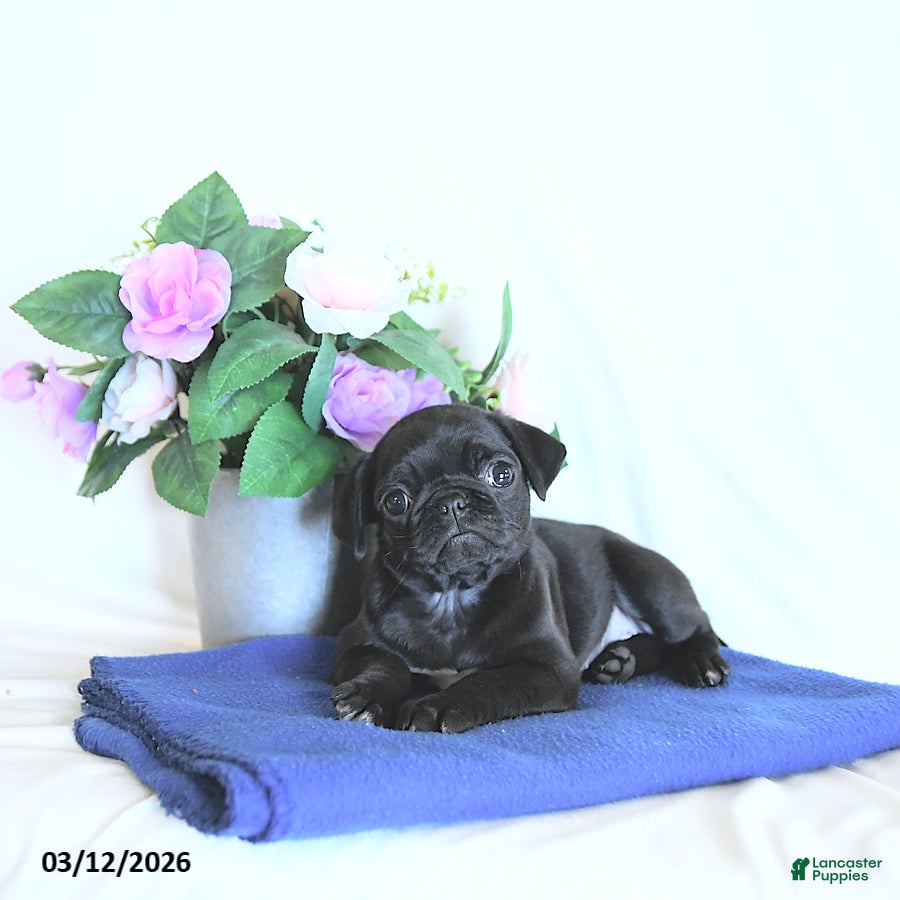 Mixed Breed dogs Echo - Ad 1