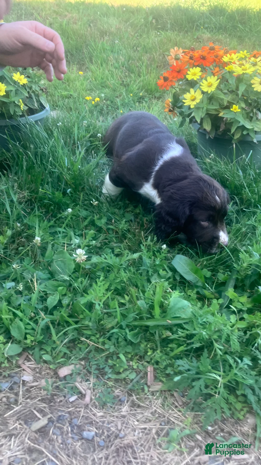English Springer Spaniel dogs for sale: Marshmallow - Ad 2
