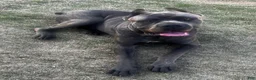 Cane Corso dogs for sale: Cane Corso Puppy 4 - Ad 3
