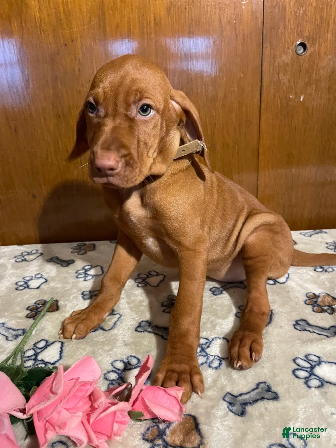 Vizsla dogs for sale: Eden - Ad 3