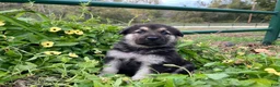 German Shepherd dogs for sale: Onyx - Ad 3