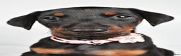 Doberman Pinscher dogs for sale: Lexi - Ad 7