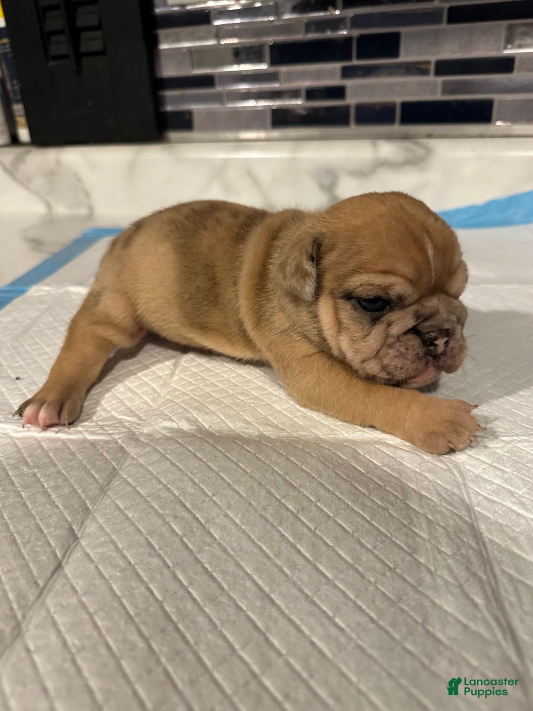 English Bulldog dogs for sale: Blue Fawn Merle Girl  - Ad 2
