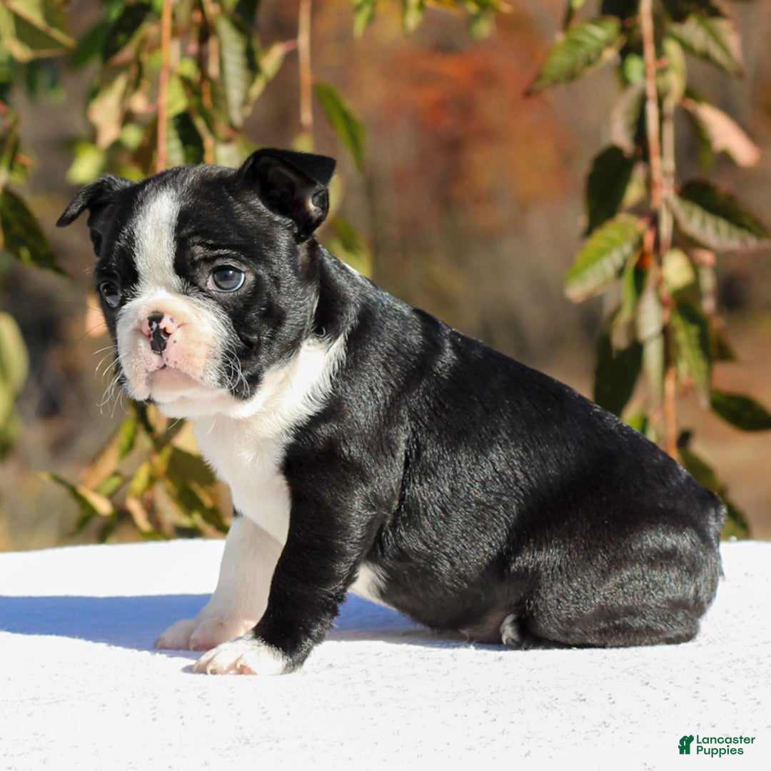Boston Terrier dogs for sale: Ellie  - Ad 4